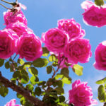 Beauty in the Thorns