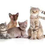Herding Cats or Thoughts?