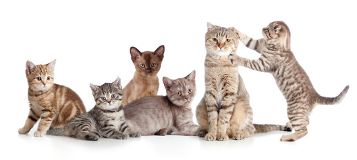 Herding cats or thoughts