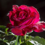 Dew on the Roses